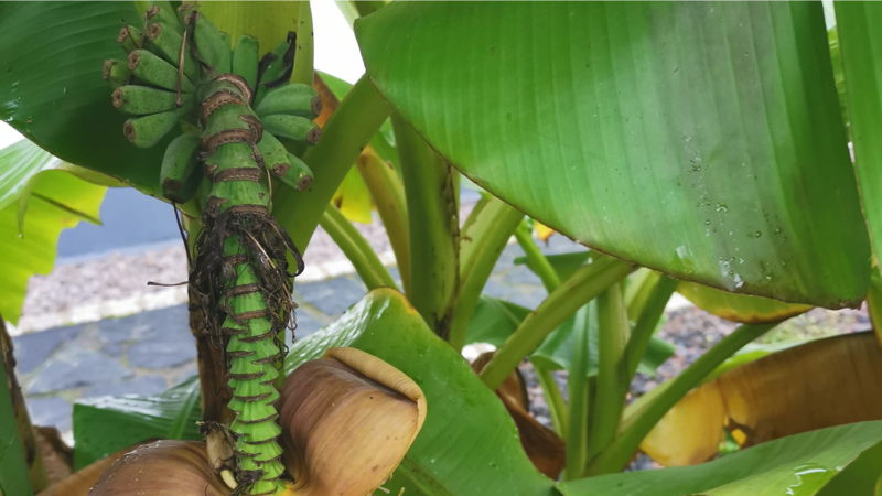 Nur wenige Zentimeter sind die Bananen bisher lang, die an dem Strang oberhalb der mehr als faustgro&szlig;en Bl&uuml;te wachsen.Forchheim & Fr&auml;nkische Schweiz