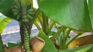 Nur wenige Zentimeter sind die Bananen bisher lang, die an dem Strang oberhalb der mehr als faustgro&szlig;en Bl&uuml;te wachsen.Forchheim & Fr&auml;nkische Schweiz