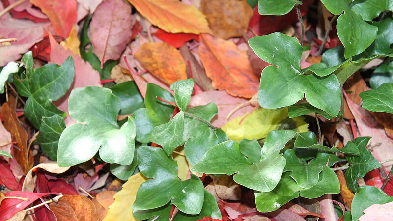 Laub Leberbl&uuml;mchen