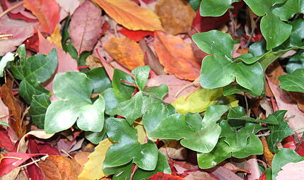 Laub Leberbl&uuml;mchen