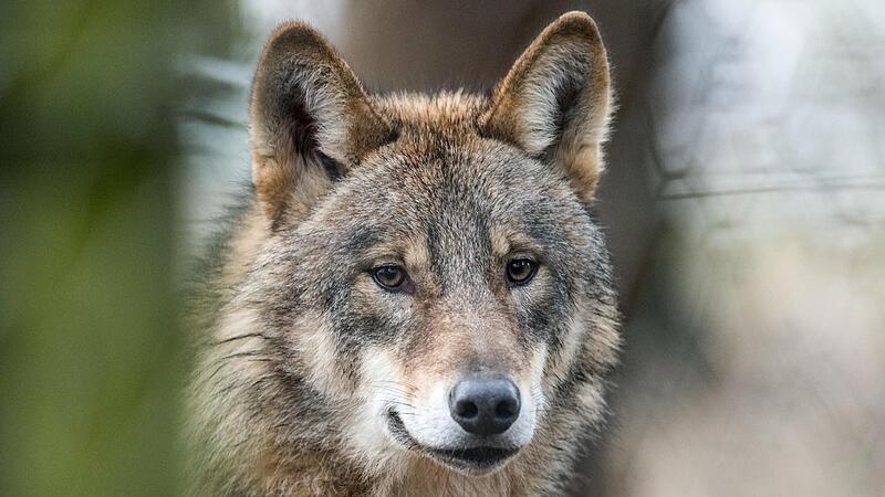 Der Wolf galt Mitte des 19. Jahrhunderts als ausgerottet. Jetzt erobert er sich seinen Lebensraum zurück, was viele Menschen verunsichert. Diese Aufnahme eines Wolfes entstand in einem Gehege. Der Wolf galt Mitte des 19. Jahrhunderts als ausgerottet. Jetzt erobert er sich seinen Lebensraum zurück, was viele Menschen verunsichert. Diese Aufnahme eines Wolfes entstand in einem Gehege.