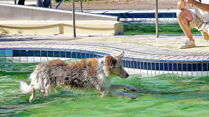 Hundebadetag im Stadionbad Bamberg 2026