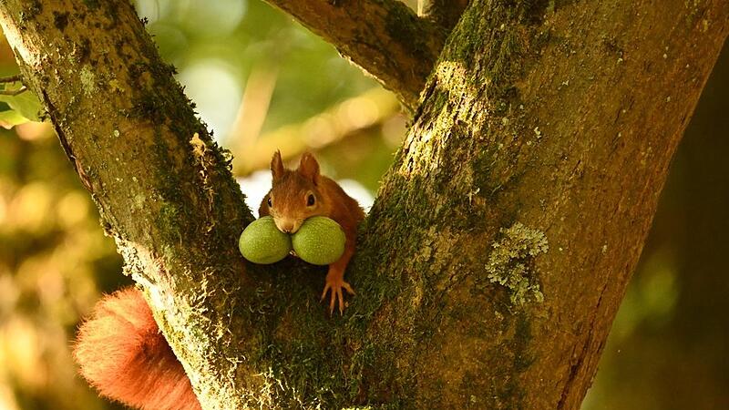 Volle Backen, volle Power: Die Fette und N&auml;hrstoffe von Waln&uuml;ssen helfen Eichh&ouml;rnchen &uuml;ber den Winter.