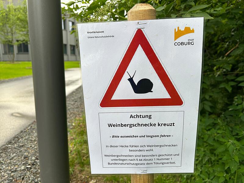 Weinbergschnecken in Coburg Rund ums Globe fühlen sich Weinbergschnecken offensichtlich besonders wohl. Deshalb wurden jetzt Hinweisschilder wie diese aufgestellt.