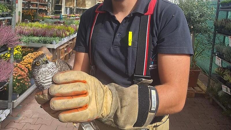 Bamberg: Feuerwehr mit tierischem Rettungs-Einsatz in Baumarkt Bamberg: Feuerwehr mit tierischem Rettungs-Einsatz in Baumarkt
