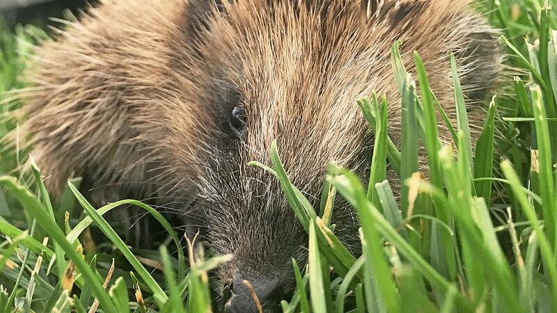 M&auml;hroboter bedeuten eine Gefahr f&uuml;r die Igel in heimischen G&auml;rten.