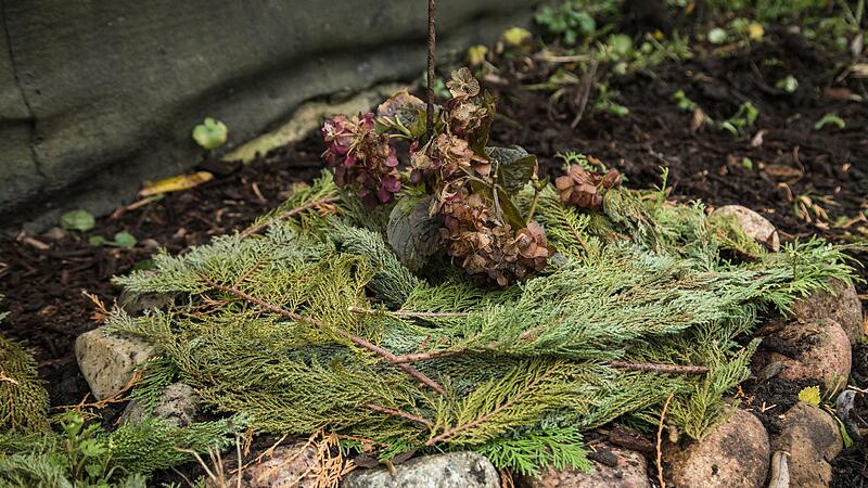 Abgedeckte Hortensie