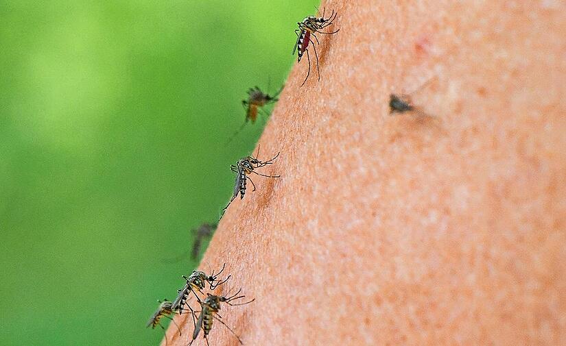 Das Foto zeigt mehrere Mücken der Art Aedes vexans (auch „Rheinschnake“ genannt, eine heimische Überschwemmungsmücke) auf dem Arm einer Frau.