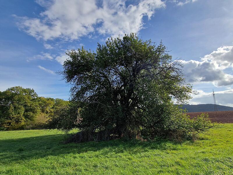 Der als „Methusalem unter den Rhöner Apfelbäumen“ bekannte Baum steht unter Schutz. Über seinen Zustand gehen die Meinungen in Frauenroth auseinander. Der als „Methusalem unter den Rhöner Apfelbäumen“ bekannte Baum steht unter Schutz. Über seinen Zustand gehen die Meinungen in Frauenroth auseinander.