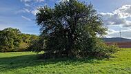 Der als &bdquo;Methusalem unter den Rh&ouml;ner Apfelb&auml;umen&ldquo; bekannte Baum steht unter Schutz. &Uuml;ber seinen Zustand gehen die Meinungen in Frauenroth auseinander.
