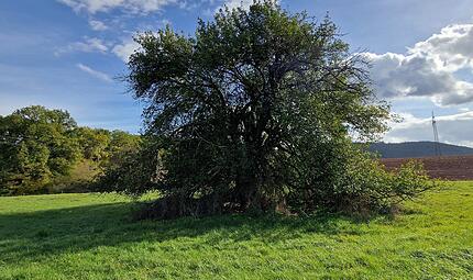 Der als &bdquo;Methusalem unter den Rh&ouml;ner Apfelb&auml;umen&ldquo; bekannte Baum steht unter Schutz. &Uuml;ber seinen Zustand gehen die Meinungen in Frauenroth auseinander.