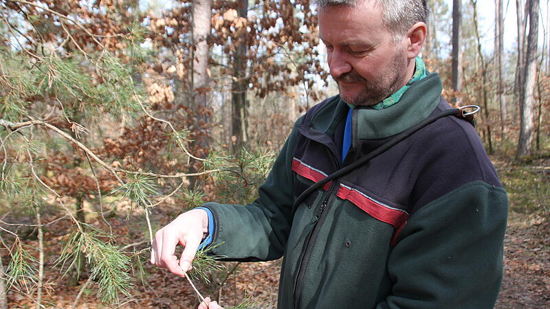 Walderlebniszentrum Tennenlohe Erlangen Seit zwanzig Jahren ist Reinhard Brem Förster im Walderlebniszentrum und beobachtet, wie sich der Wald durch den Klimawandel verändert.