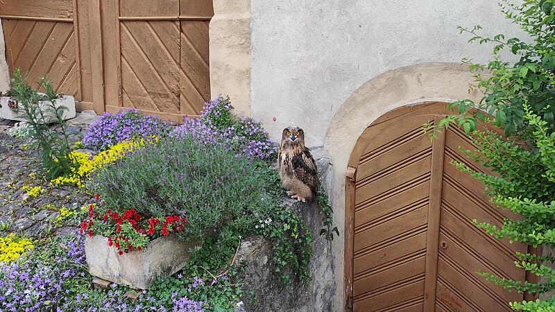 Das Uhu-Junge sitzt an einem Keller neben der Kirche.