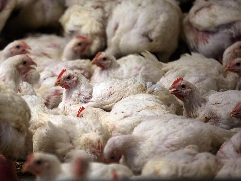 Masthähnchen Masthähnchen