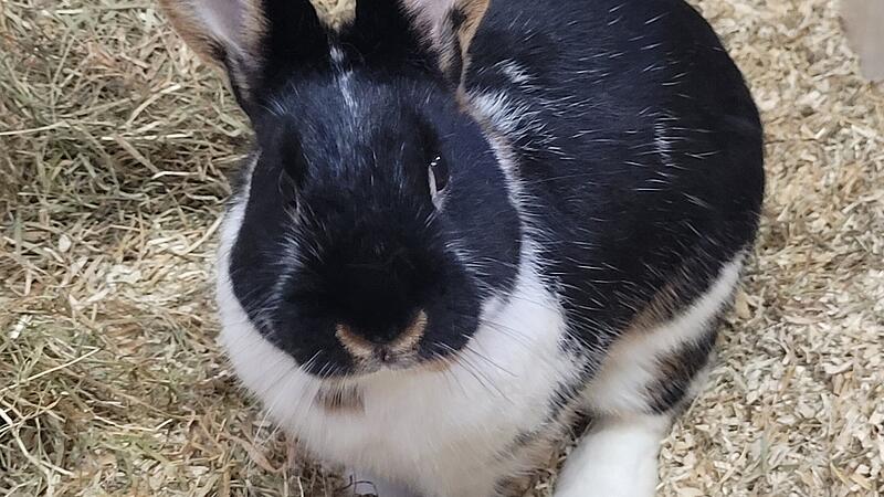 Braucht dringend Artgenossen als Gesellschaft: Kaninchen Nico.