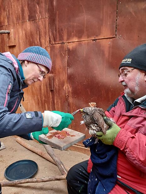 Greifvogelstation des LBV in Coburg sucht dringend freiwillige Helfer