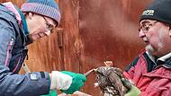 Greifvogelstation des LBV in Coburg sucht dringend freiwillige Helfer