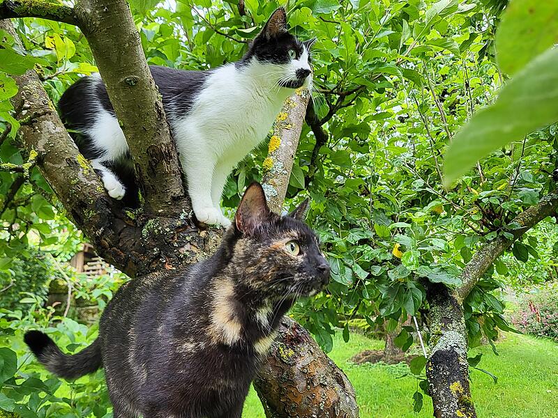 Lucie (oben) und Nala (unten)