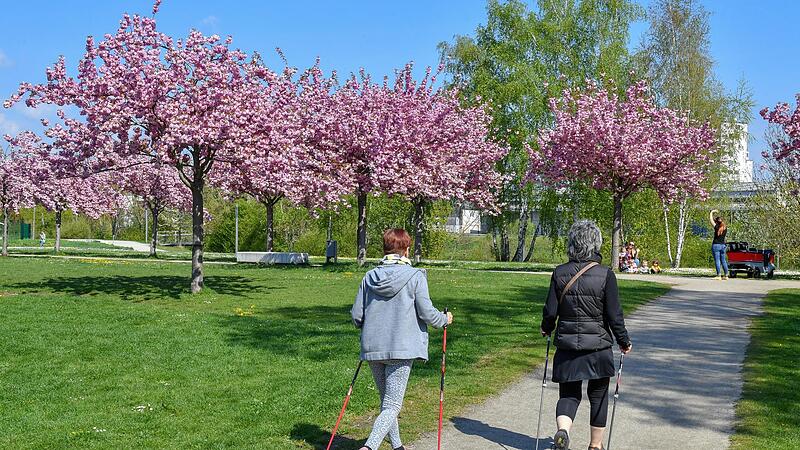 Bunte Farbtupfer im Fr&uuml;hling: Ein echter Hingucker sind derzeit die Japanischen Zierkirschenb&auml;ume im Erba-Park.