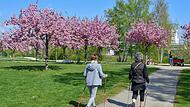 Bunte Farbtupfer im Frühling: Ein echter Hingucker sind derzeit die Japanischen Zierkirschenbäume im Erba-Park. Bunte Farbtupfer im Frühling: Ein echter Hingucker sind derzeit die Japanischen Zierkirschenbäume im Erba-Park.