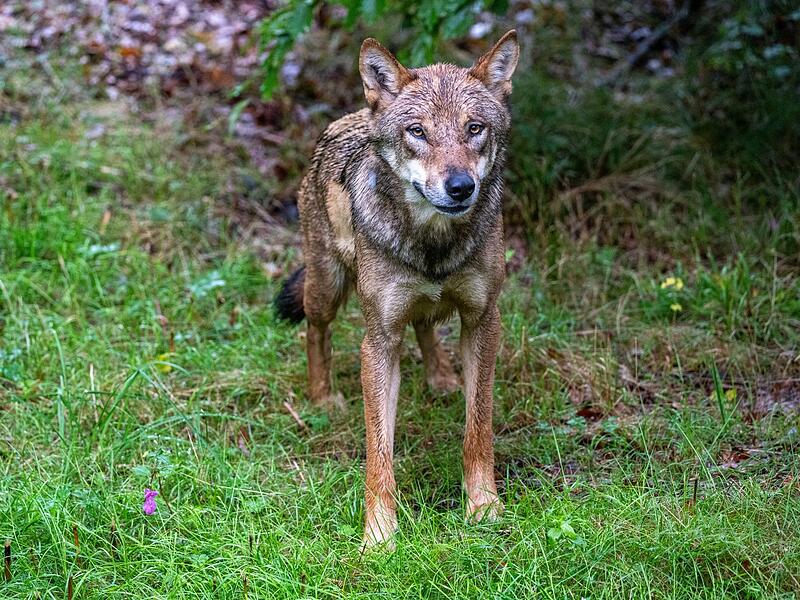 Junger Wolf