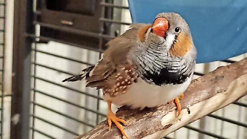 Jonas sucht ein neues Zuhause. Jonas sucht ein neues Zuhause.