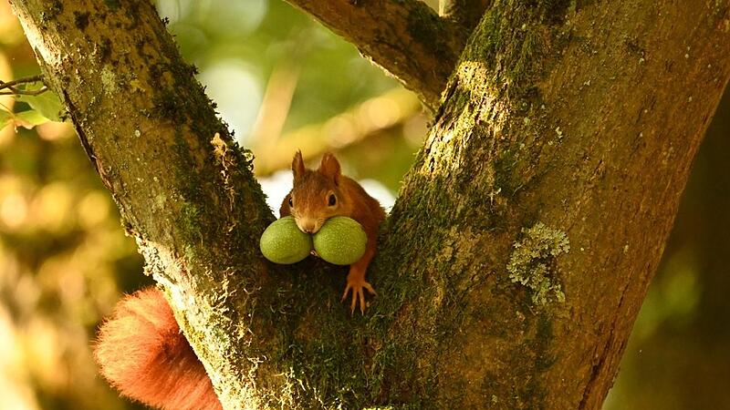 Volle Backen, volle Power: Die Fette und N&auml;hrstoffe von Waln&uuml;ssen helfen Eichh&ouml;rnchen &uuml;ber den Winter.