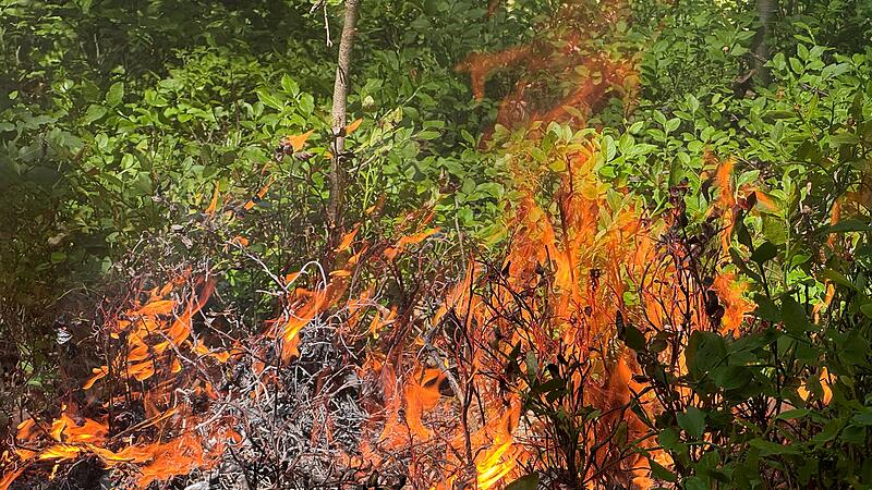 Waldbrandübung Kirchehrenbach 2024Waldbrandübung Kirchehrenbach 2024 Waldbrandübung Kirchehrenbach 2024