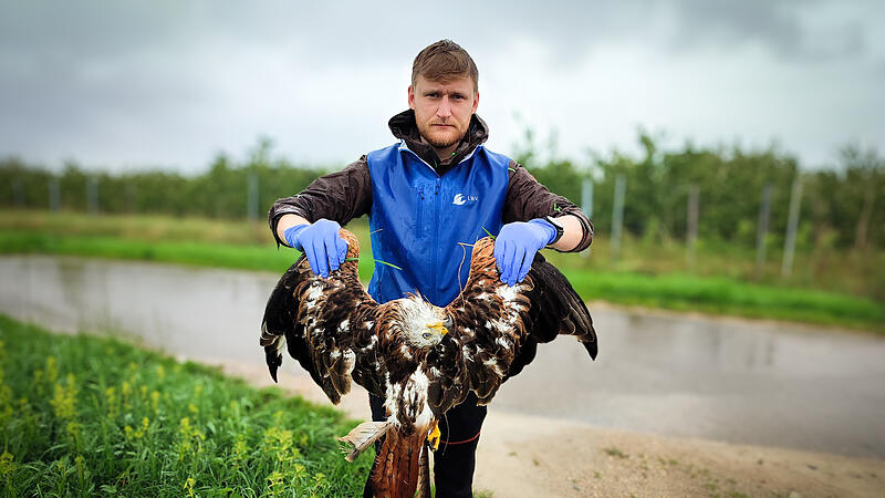 Ein mit Carbofuran vergifteter Rotmilan