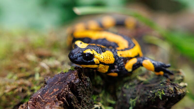 Feuersalamander im Nürnberger Tiergarten Feuersalamander im Nürnberger Tiergarten