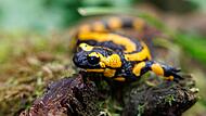 Feuersalamander im Nürnberger Tiergarten
