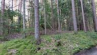 Ein kleiner Wald soll in Steinwiesen zum Erlebniswald werden. Ein kleiner Wald soll in Steinwiesen zum Erlebniswald werden.