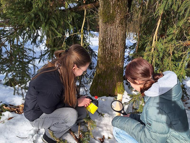 Im Rahmen des Lockstock-Monitorings 2026 untersuchen Sch&uuml;lerinnen und Sch&uuml;ler des Kaspar-Zeu&szlig;-Gymnasiums, ob sich die Europ&auml;ische Wildkatze im Landkreis Kronach wieder angesiedelt hat.