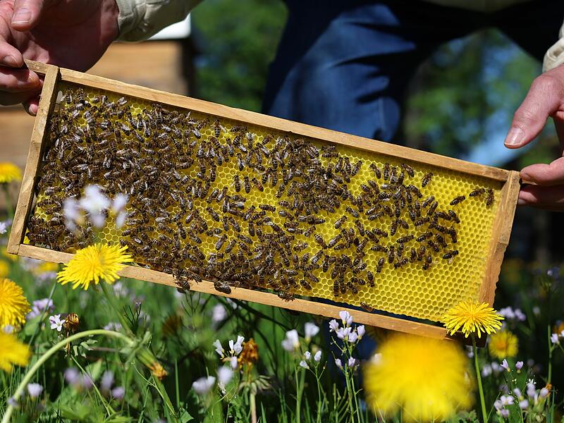 Bienen