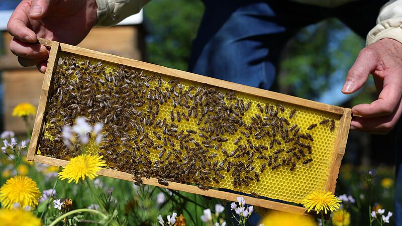 Bienen