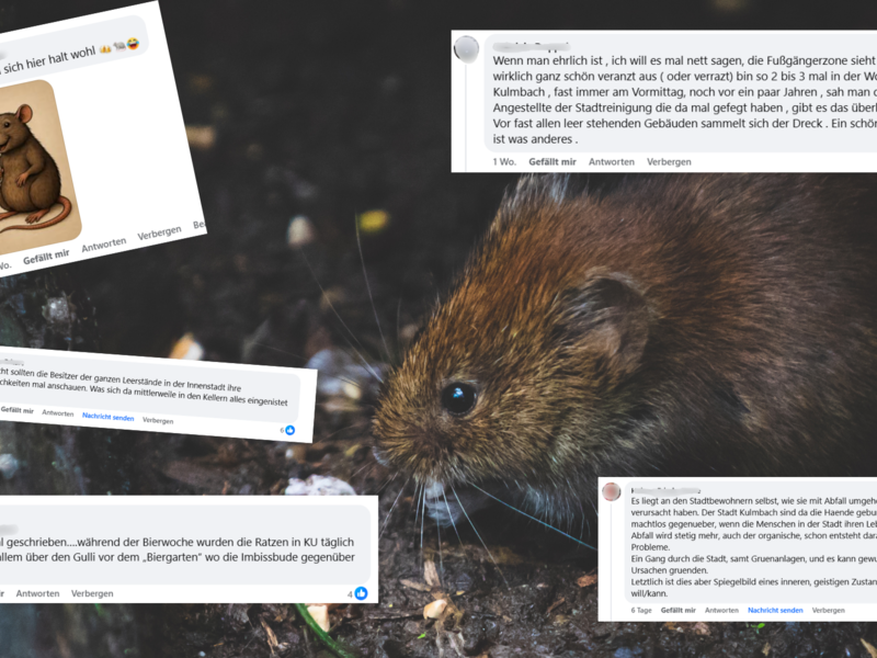 Kommentare zu Ratten