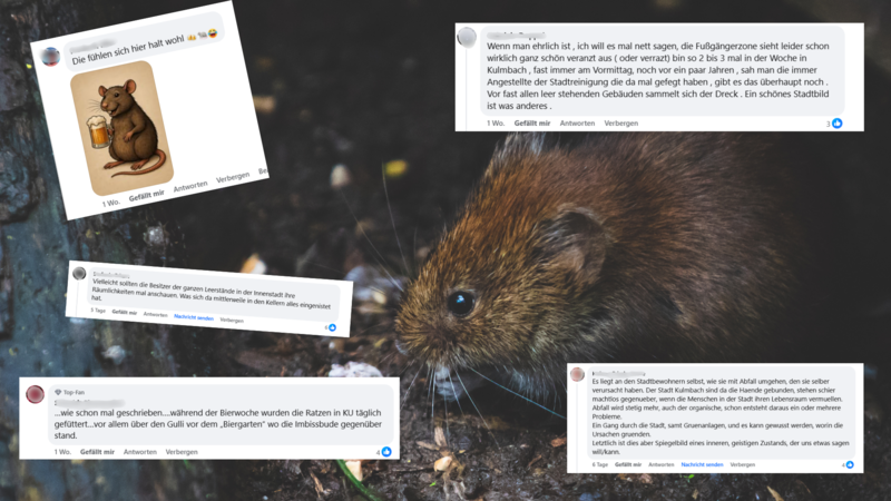 Kommentare zu Ratten