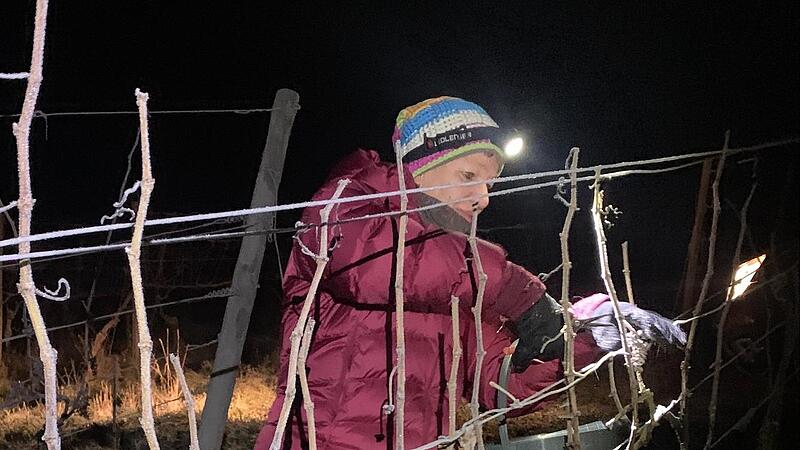 Das Weingut Lange hat in diesem Jahr zum ersten Mal Bio-Eiswein am Schlossberg geerntet. Bei minus 10 Grad Celsius hat Ulrike Lange die gefrorenen Beeren abgeschnitten.
