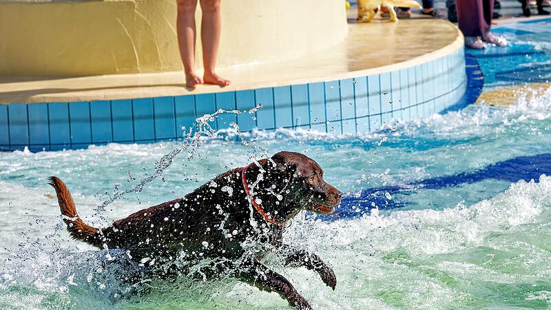 Hundebadetag im Stadionbad Bamberg 2026
