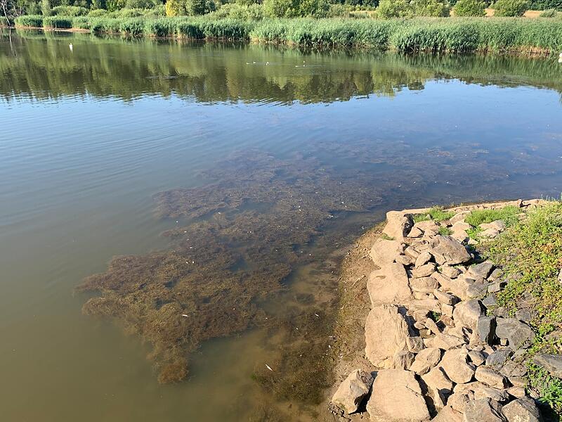 Auf diesem Foto deutlich zu erkennen: Blaualgen, die den Goldbergsee in Coburg in Beschlag genommen haben.