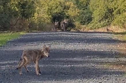 Einer der Jungwölfe vom Truppenübungsplatz Wildflecken kam nun auf der A7 ums Leben. Die Aufnahme einer Fotofalle vom vergangenen September zeigt vier der sechs Welpen. Einer der Jungwölfe vom Truppenübungsplatz Wildflecken kam nun auf der A7 ums Leben. Die Aufnahme einer Fotofalle vom vergangenen September zeigt vier der sechs Welpen.