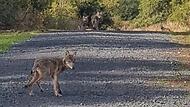 Einer der Jungwölfe vom Truppenübungsplatz Wildflecken kam nun auf der A7 ums Leben. Die Aufnahme einer Fotofalle vom vergangenen September zeigt vier der sechs Welpen. Einer der Jungwölfe vom Truppenübungsplatz Wildflecken kam nun auf der A7 ums Leben. Die Aufnahme einer Fotofalle vom vergangenen September zeigt vier der sechs Welpen.