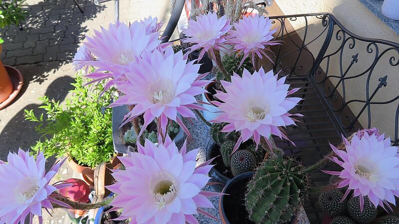 Die Blütenpracht hält nicht lange an. Die Blütenpracht hält nicht lange an.