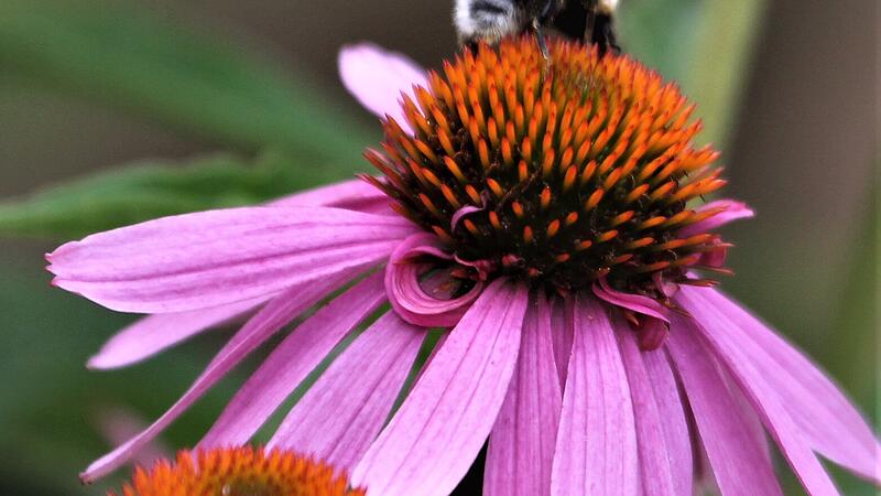 Der Rote Sonnenhut sollte in keinem Garten fehlen.