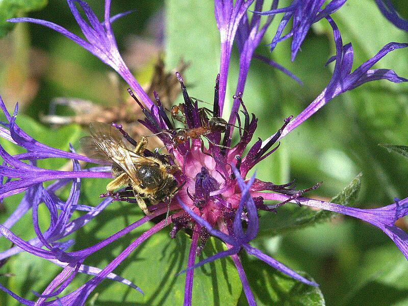 2024 Naturnahe Gärten2024 Naturnahe Gärten