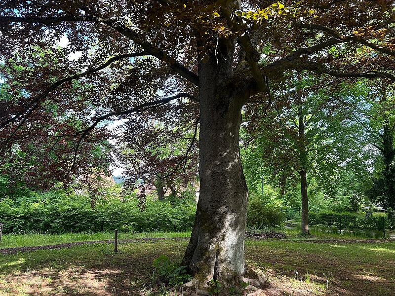 Der neue Contakt-Garten in Coburg soll Lust auf Umwelt- und Naturschutz machen.