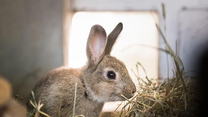 Elternfrage: Wann ist mein Kind alt genug f&uuml;r ein Zwergkaninchen?