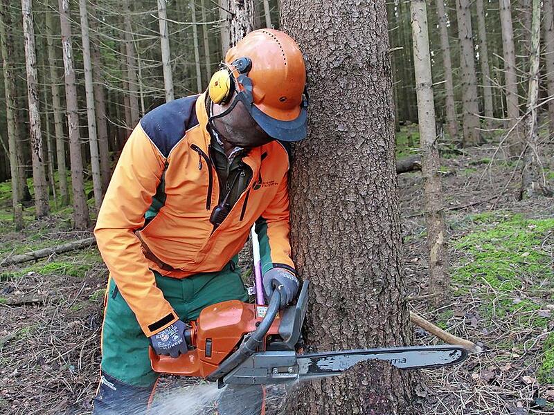 Die feuchte Witterung hielt den Borkenk&auml;fer in Schach. Dadurch hatten die Waldbesitzer weniger zu tun.