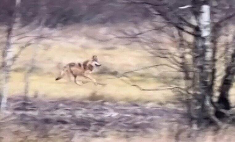 Wolf in der Rh&ouml;n