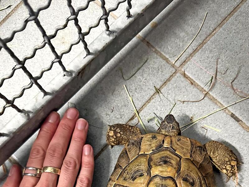 Diese Landschildkröte wurde in Ebermannstadt gefunden. Diese Landschildkröte wurde in Ebermannstadt gefunden.